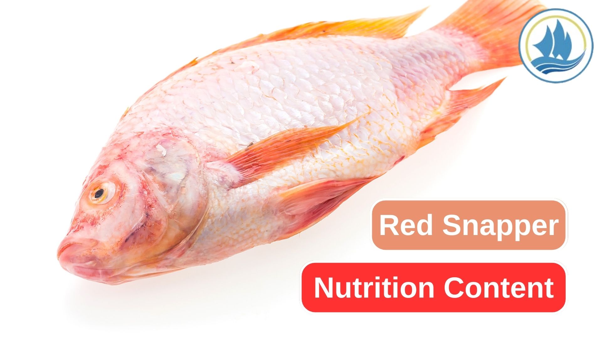 Here Are Some Essential Nutrition from Red Snapper 